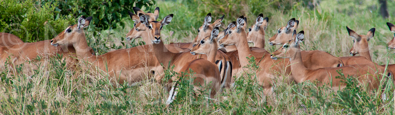 African Antelope  05